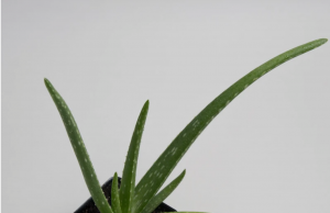 WHAT TO KNOW ABOUT ALOE VERA
