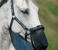 Horses with nose mask horse with nose mask