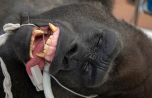 Gorilla tested for COVID-19a 0_SDC_MDG_Shango_6176JPG