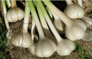 GARLIC, IT’S USES AND BENEFITS.
