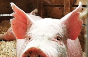 NEW FLU VIRUS WITH PANDEMIC POTENTIAL EMERGES FROM CHINA