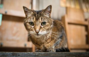 Church holds memorial service for stray cat