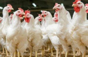 US Poultry and Egg Promotion Council in perspective