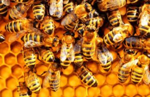 Bees attack: Two dead, many in critical condition
