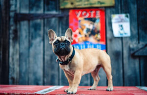 US Election: French bulldog elected as mayor of Kentucky town