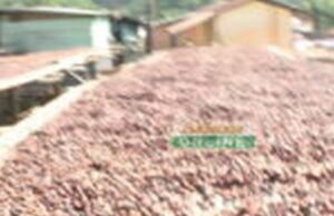 Cocoa farmers at Mumuni -Samraboi in ‘tears’