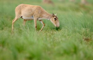 Two persons battling for their lives over an antelope