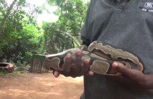 Python business booms in Ghana despite Covid-19