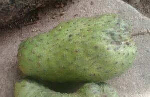 Benefits of taking soursop