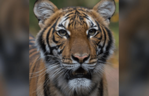 Police seize 10 tigers after mistreatment complaint